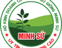 CAO SU GIỐNG MINH SỬ