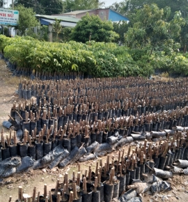 Bầu cắt ngọn giống pb235