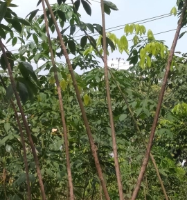 Cành ghép giống pb235