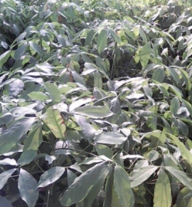 Giống lai hoa 952 hai tuần lá