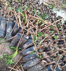 Bầu cắt ngọn giống rriv 124 siêu mũ