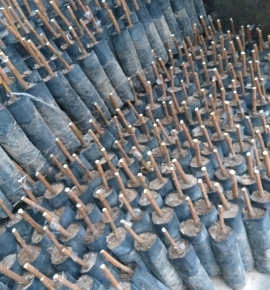 Bầu cao su giống