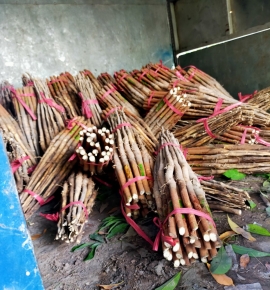 Cao su giá tốt nhất thị trường