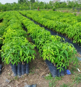 Cao su giống giá tốt