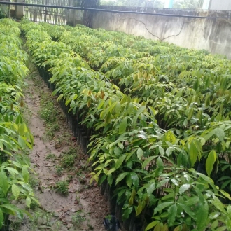 Chăm sóc cây giống đến 3 từng lá