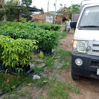 Giao giống cây cao su đến với khách hàng