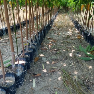 Kỹ thuật trồng cây cao su