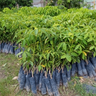 Hình ảnh cây giống cao su tây ninh