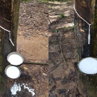 Cây cao su đã lớn 