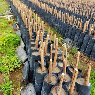 Chăm sóc bầu cao su cắt ngọn