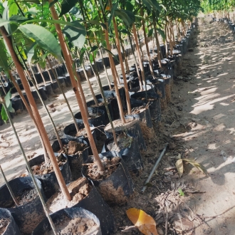 Cao su giống Tây ninh chất lượng cao