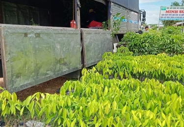 Giống cây cao su chất lượng