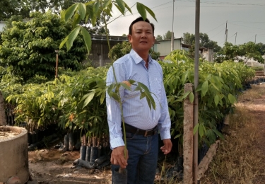 Giống cao su pb235,một từng lá, và giống rriv209