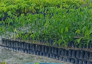 Cao su giống Minh Sử