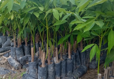 Điểm bán cây Cao su giống tốt nhất