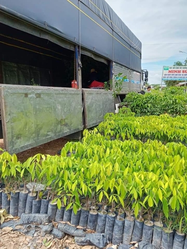 Giống cây cao su chất lượng