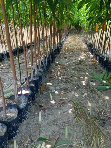 Cơ sở cao su lớn