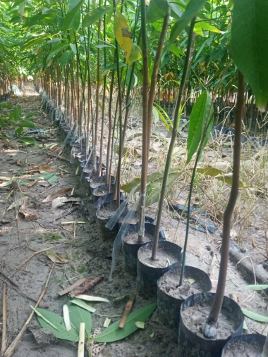 Cây cao su giống giai đoạn tháo băng mắt ghép - Nông Nghiệp Lộc Ninh