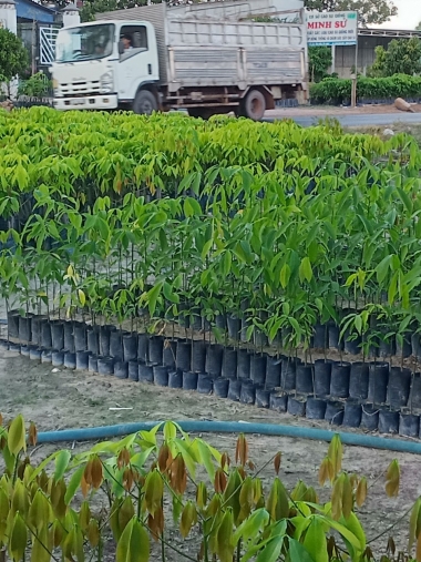 Cao su giống Minh Sử