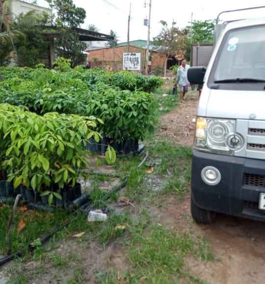 Giao giống cây cao su đến với khách hàng