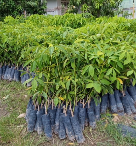 Hình ảnh cây giống cao su tây ninh