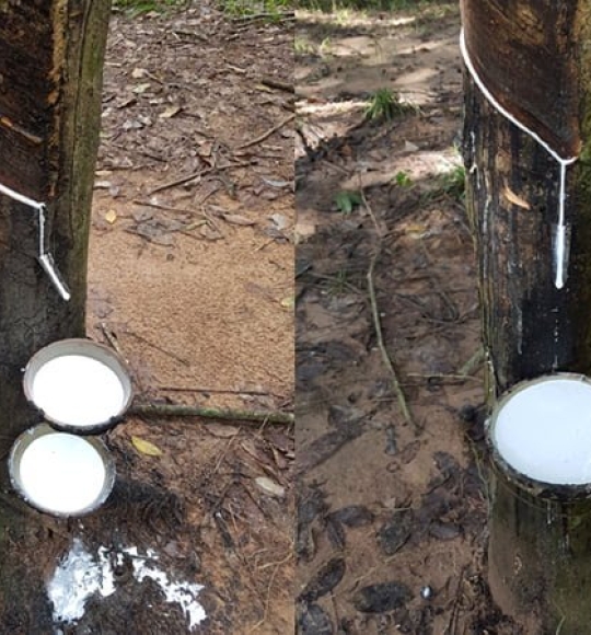 Cây cao su đã lớn 