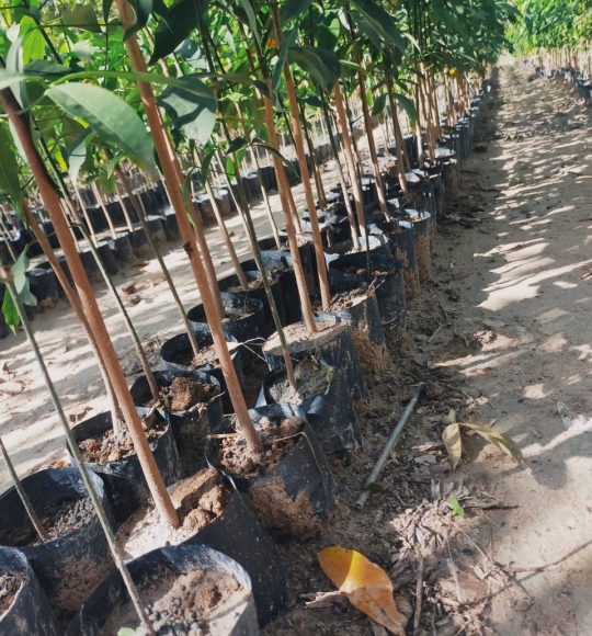 Cao su giống Tây ninh chất lượng cao