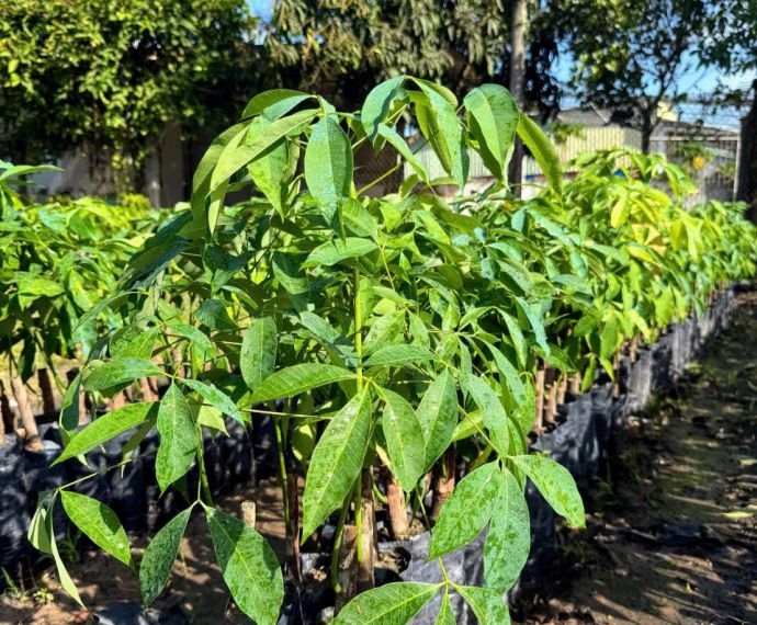 Lưu ý khi chọn giống cao su chất lượng để đạt hiệu quả kinh tế lâu dài