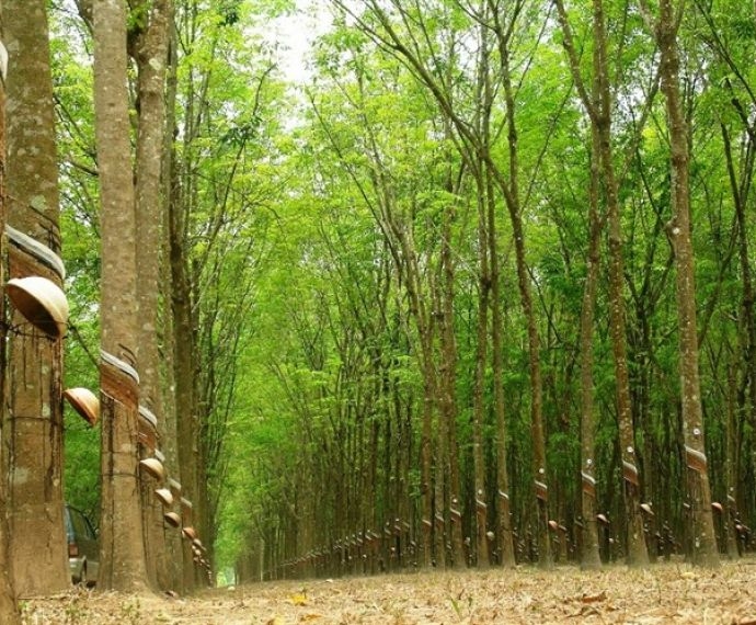 TOP 3 TOÀN CẦU VÀ ‘CUỘC CHIẾN’ CỦA CAO SU VIỆT NAM