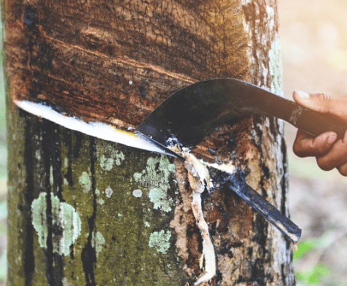 Cạo Mủ Cao Su Đúng Kỹ Thuật – Tăng Năng Suất, Bảo Vệ Cây