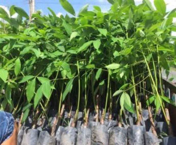 Thông tin chi tiết về GIỐNG CAO SU RRIV 4