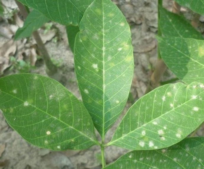 CÁC BỆNH THƯỜNG GẶP TRÊN CÂY CAO SU VÀ CÁCH PHÒNG TRỊ HIỆU QUẢ