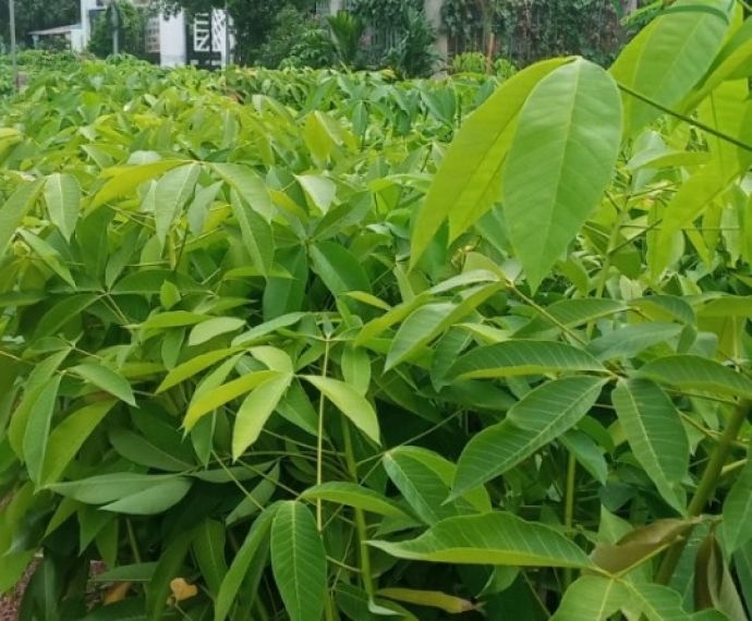 Giới thiệu về giống cao su PB235