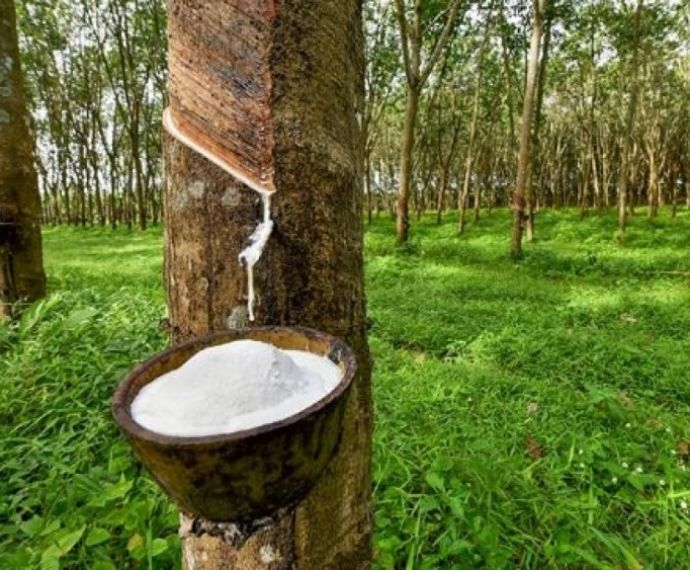 TẦM QUAN TRỌNG CỦA CAO SU TỔNG HỢP TRONG ĐỜI SỐNG