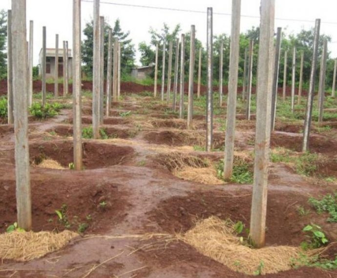 KỸ THUẬT TRỒNG CÂY CAO SU HIỆU QUẢ