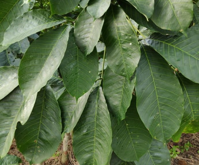 Thông tin chi tiết về GIỐNG CAO SU rriv 103