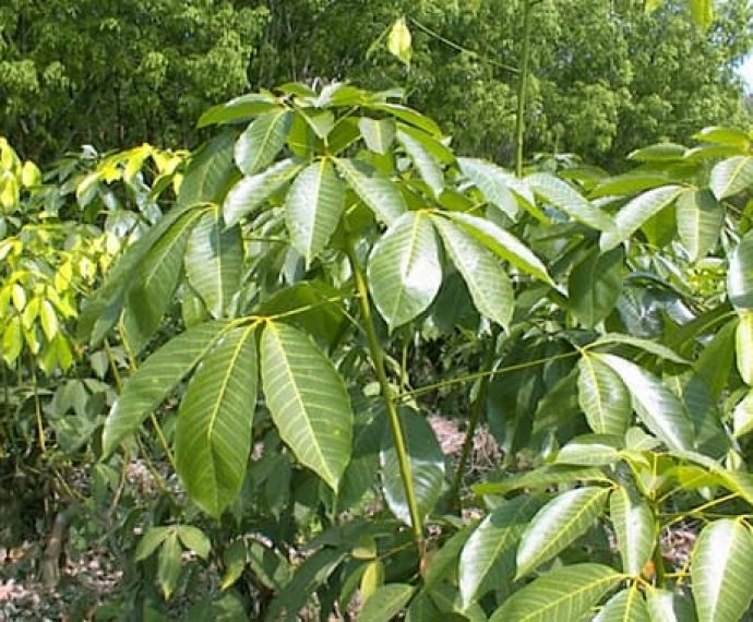 Thông tin chi tiết về GIỐNG CAO SU pb 260