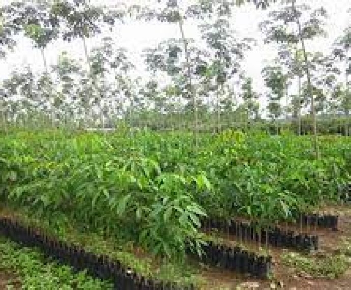 Thông tin chi tiết về GIỐNG CAO SU RRIV 209