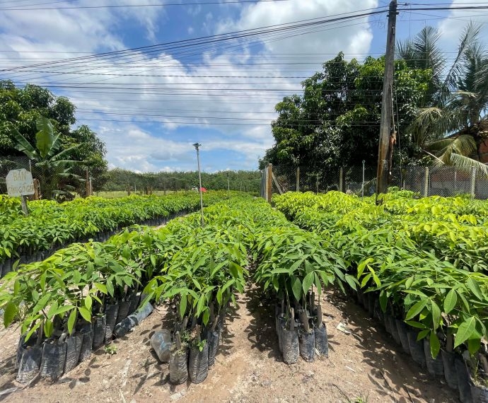 Cây cao su thu hoạch được bao nhiêu năm? Bí quyết kéo dài tuổi thọ vườn cây