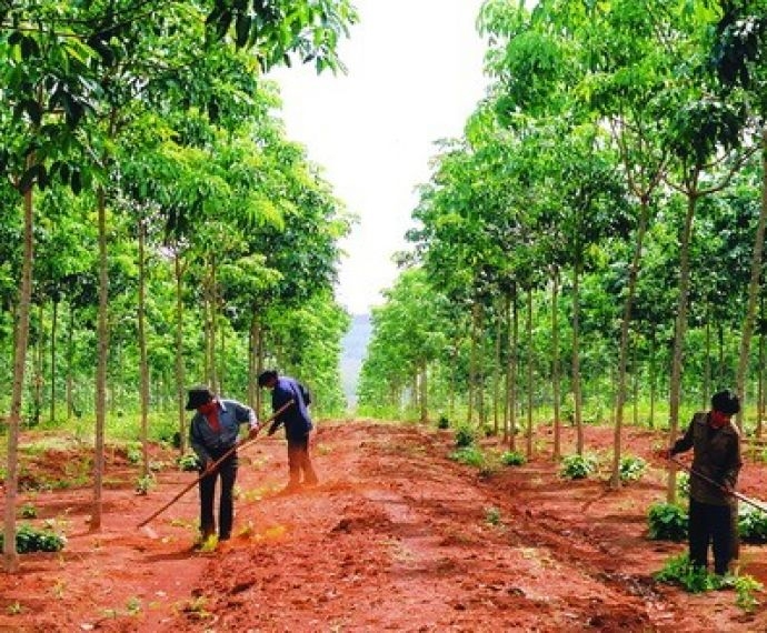 ĐẶC ĐIỂM THỰC VẬT HỌC CÂY CAO SU