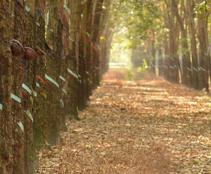 Kỹ Thuật Bón Phân Cho Cây Cao Su Hiệu Quả, Giúp Tăng Năng Suất Mủ Cao