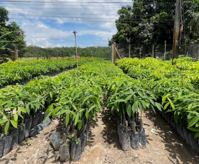 Cao Su Giống Minh Sử – Đơn Vị Cung Cấp Giống Cao Su Uy Tín, Chất Lượng