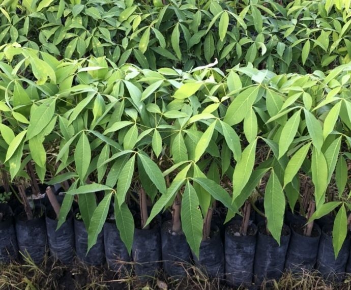 Giống cao su PB235 1 tầng lá tại Cao Su Giống Minh Sử