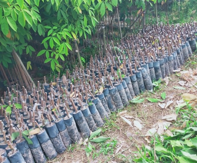 Bầu Cao Su Giống: Giải Pháp Trồng Cao Su Năng Suất Cao