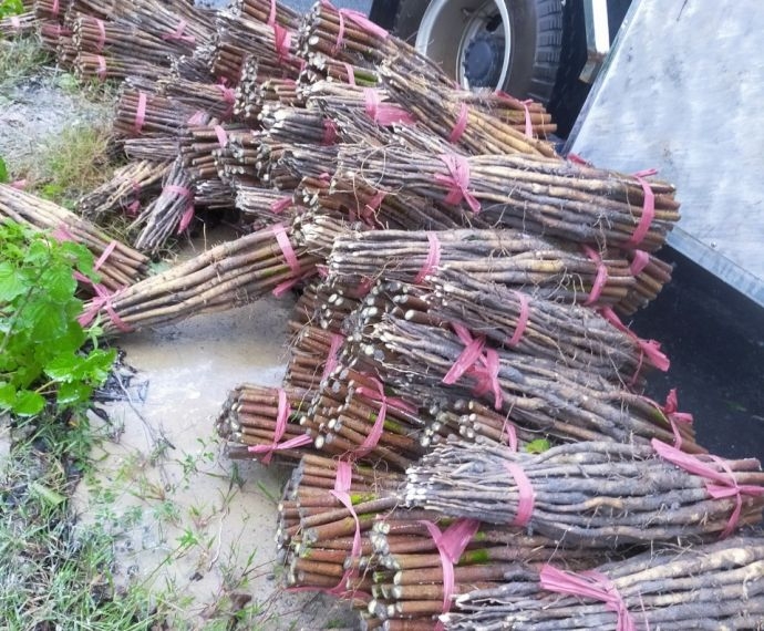 Cây Cao Su Tum Trần Là Gì? Ưu Điểm, Yêu Cầu Kỹ Thuật Và Đơn Vị Cung Cấp Uy Tín