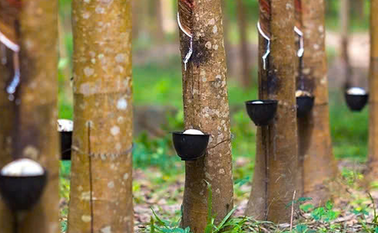 Kỹ thuật cạo cây cao su