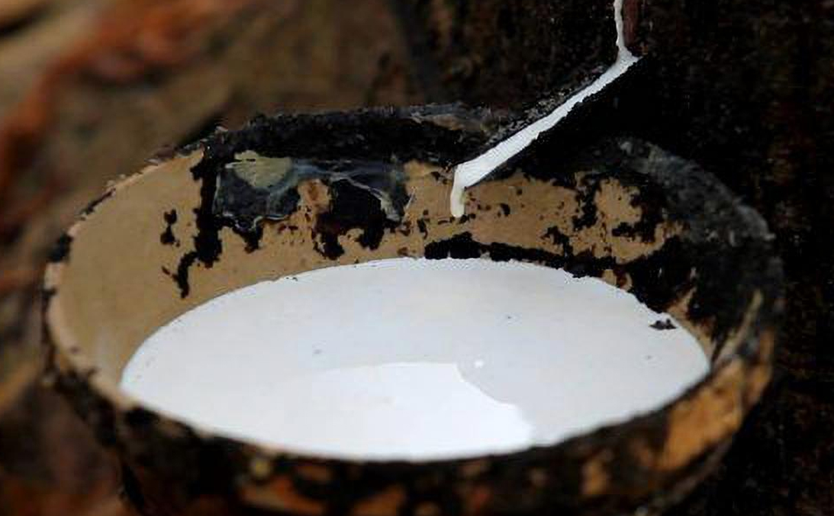 Hướng dẫn cạo mủ cây cao su