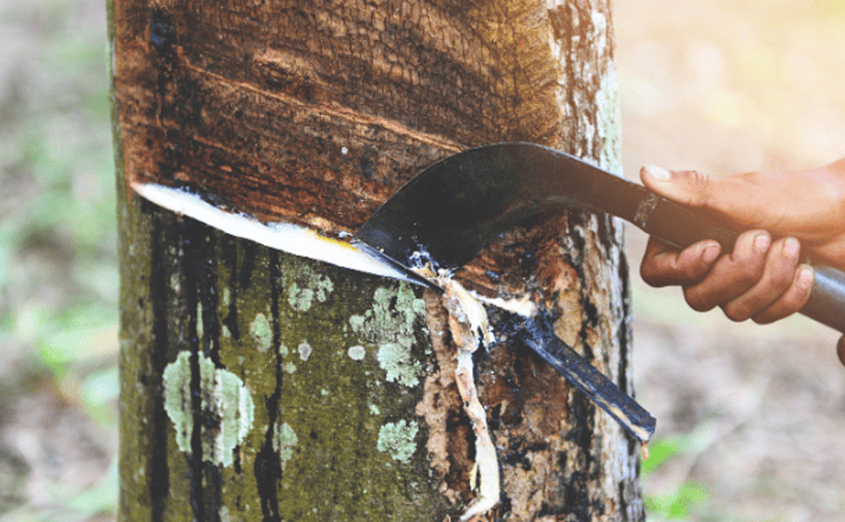 Cạo mủ cây cao su