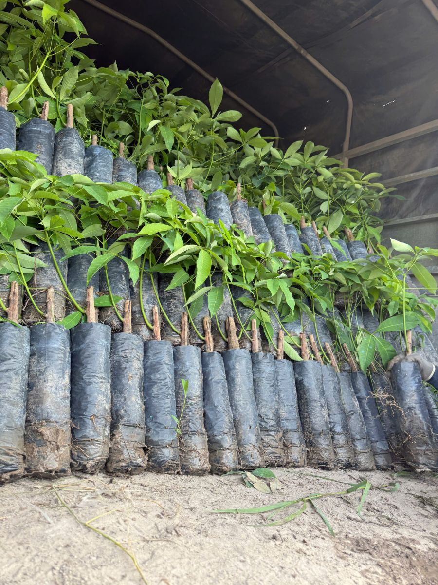 ì sao cao su giống Minh Sử được nhiều đơn vị lựa chọn