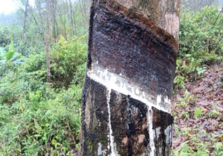 Bệnh nấm trên cây cao su